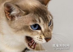 猫咪流清水鼻涕 猫咪可能过敏了哦