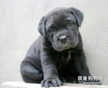 <b>卡斯罗幼犬一天喂几次 卡斯罗幼犬喂养心得</b>