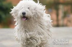 <b>可蒙犬怎么养 可蒙犬饲养注意事项</b>