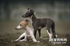 格力犬幼犬怎么养 灵缇犬幼犬喂养护理方法