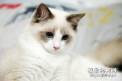 <b>布偶猫和暹罗猫区别 它俩真的长得像吗？</b>