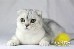 <b>苏格兰折耳猫好养吗 折耳猫折耳是有缺陷吗?</b>