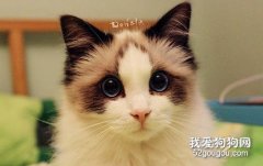布偶猫什么时候发腮爆毛?