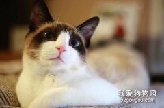 雪鞋猫掉毛怎么办 雪鞋猫掉毛原因介绍