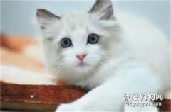 <b>猫咪腹泻的原因和治疗方法</b>