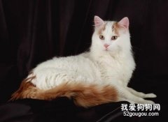 土耳其梵猫乳腺肿瘤如何治 乳腺治疗方法