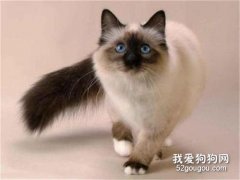 巴厘猫猫鼻支怎么治 猫鼻支治疗方法介绍