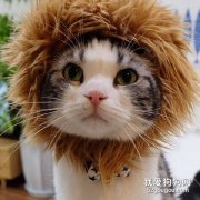 美国卷耳猫感冒吃什么药 美国卷耳猫感冒用药介绍