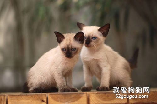 暹罗猫幼猫肺炎的症状与治疗