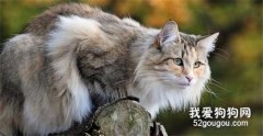 <b>猫咪冬天有跳蚤吗? 冬季也需要定期驱虫吗?</b>