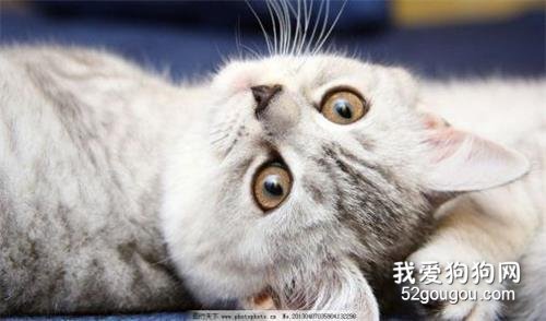 猫咪冬天毛为什么会蓬松 需要特别护理吗?