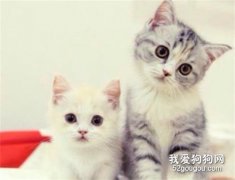 猫咪冬天能剃毛吗?会对猫咪产生什么不好的影响?