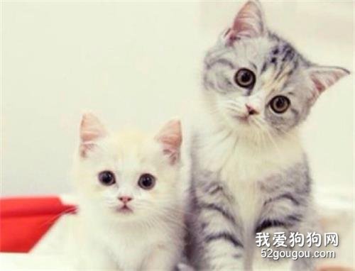 猫咪冬天能剃毛吗?会对猫咪产生什么不好的影响?