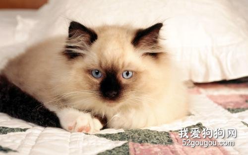 猫咪冬天能剃毛吗?会对猫咪产生什么不好的影响?