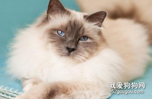 猫咪冬天能剃毛吗?会对猫咪产生什么不好的影响?