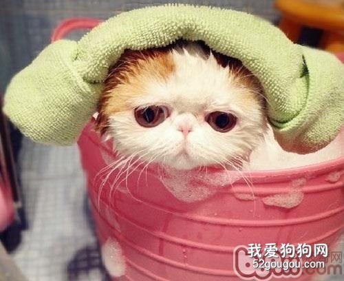 猫咪冬天能洗澡吗 冬天洗澡的正确步骤和方法