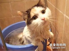 <b>猫咪冬天能洗澡吗 冬天洗澡的正确步骤和方法</b>