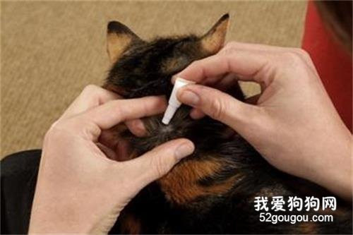 猫咪的体外驱虫药如何使用?