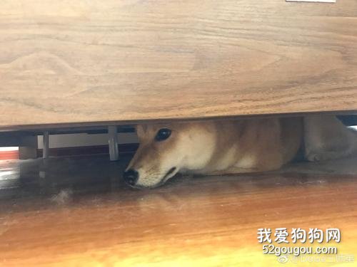 狗狗为什么喜欢钻床底下？