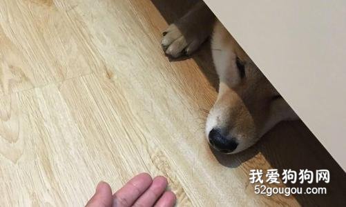 狗狗为什么喜欢钻床底下？