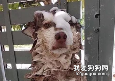 <b>雪橇犬拆家成瘾，于是主人这样惩罚它，太心疼狗了！</b>