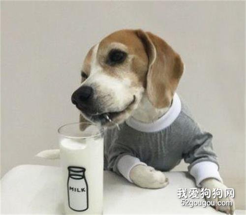 狗喝羊奶粉要注意什么