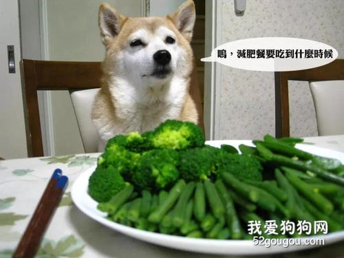 狗可以吃黄瓜吗