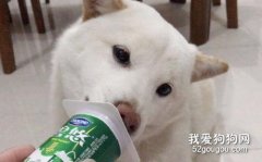 <b>狗可以喝酸奶吗？尽量可以避免乳糖不耐受的情况！</b>