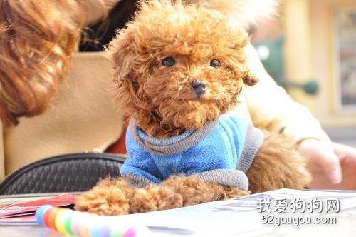泰迪拉血水腥臭还吐是不是得了犬瘟热啊?