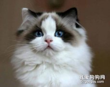 <b>在家里养布偶猫要注意哪些事情？</b>