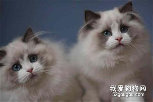 在家里养布偶猫要注意哪些事情?