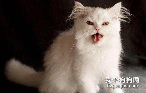 猫咪为什么到了晚上很爱叫?