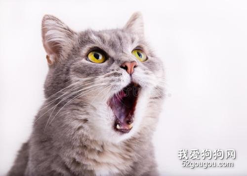 猫咪为什么到了晚上很爱叫?