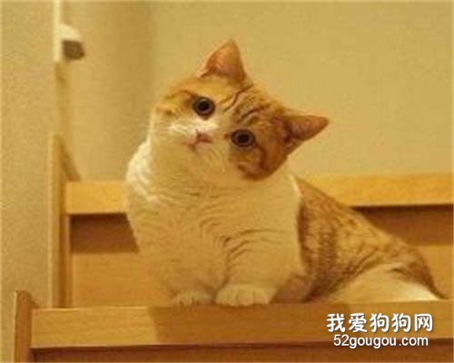 波波茶是什么品种的猫