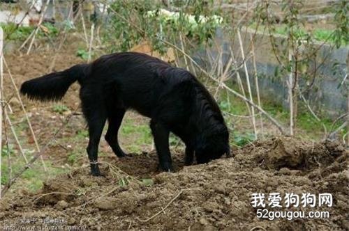 狗狗刨窝怎么回事