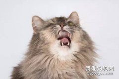 <b>猫冬天经常打喷嚏流鼻涕 是猫鼻支吗？</b>