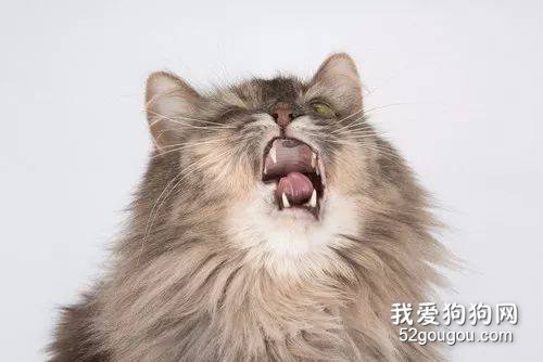 猫冬天经常打喷嚏流鼻涕 是猫鼻支吗?