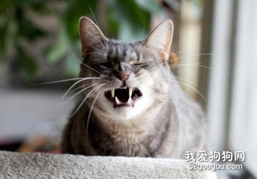 猫冬天经常打喷嚏流鼻涕 是猫鼻支吗?
