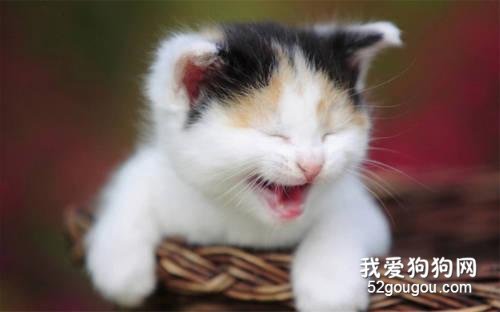猫冬天经常打喷嚏流鼻涕 是猫鼻支吗?