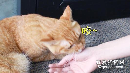 猫咪爱咬人怎么办?如何纠正猫咪咬人的习惯
