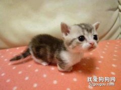 <b>猫咪有猫藓怎么办? 按局部和全身来处理</b>