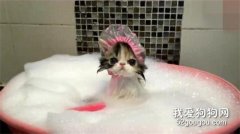 <b>猫冬天可以洗澡吗？</b>