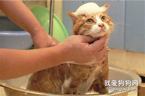 猫冬天可以洗澡吗?