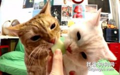 <b>猫可以吃水果吗? 有些水果是绝对不可以碰的</b>