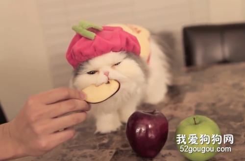 猫可以吃水果吗? 