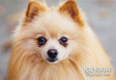 <b>狗可以吃番茄吗？</b>