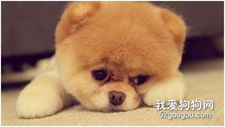 狗可以吃番茄吗?