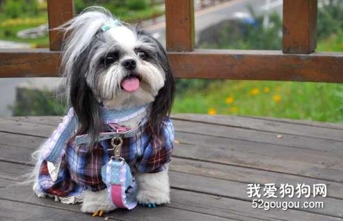 狗可以吃橘子吗?