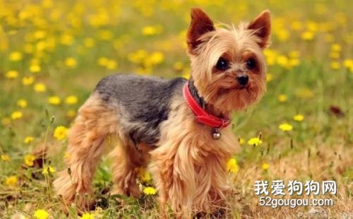 狗可以吃橘子吗?