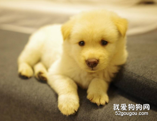 狗可以喝豆浆吗?